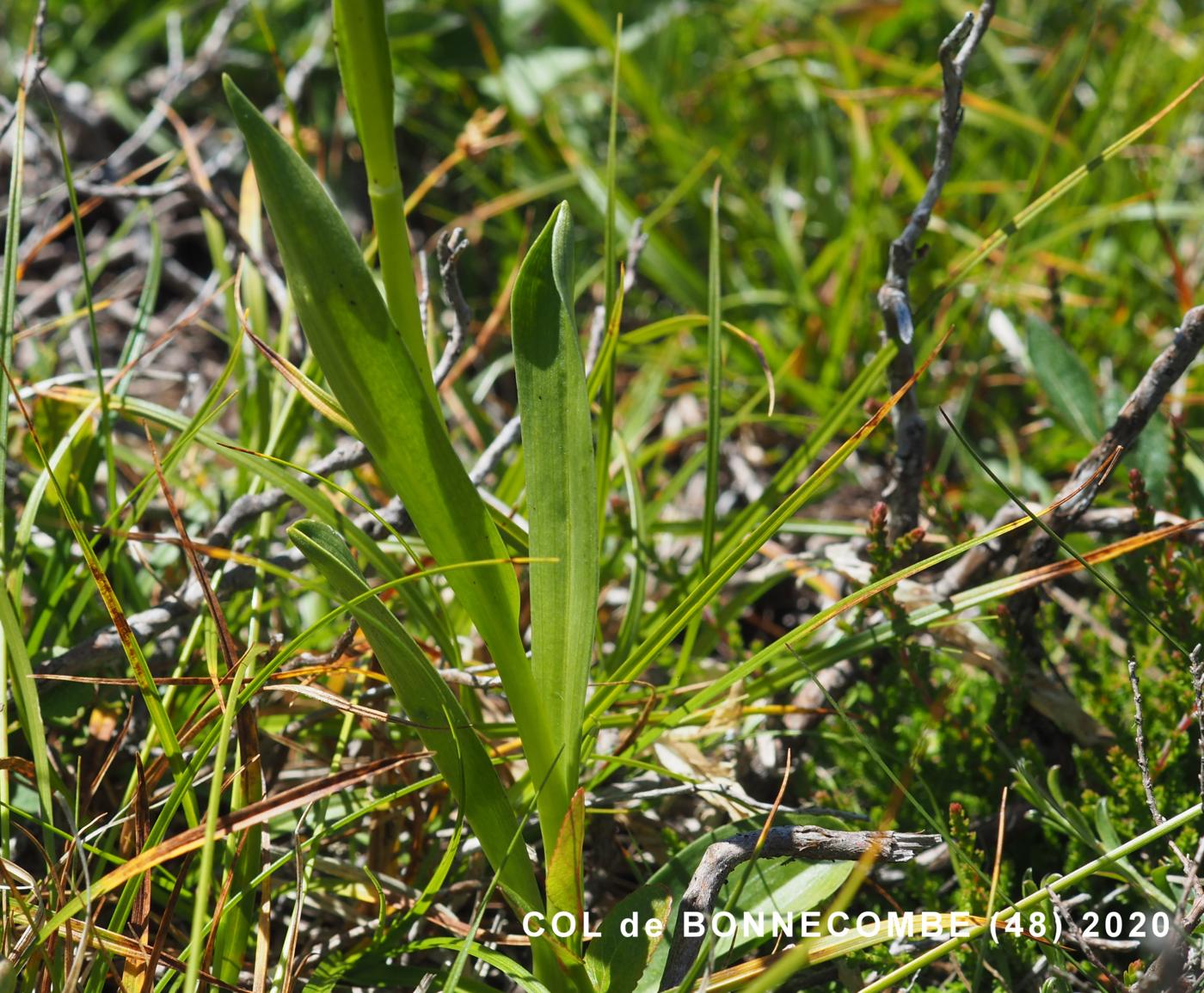 Orchid, Small White leaf